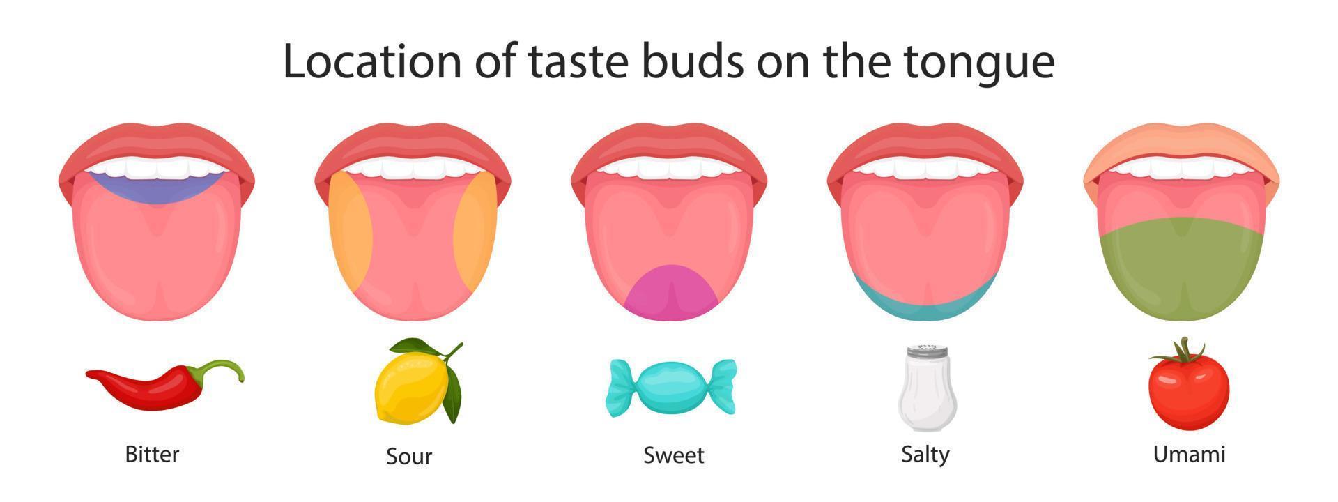 smaklökar på tungan, sur, söt, bitter, salt och umami smak. vektor illustration