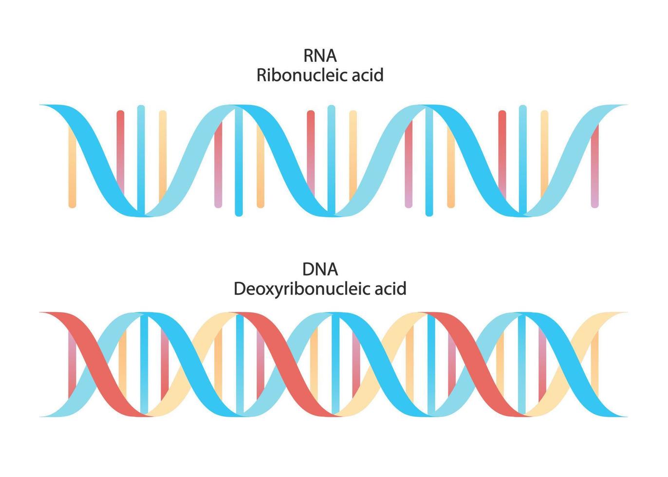 DNA:s struktur. Medicinsk tabell. vektor