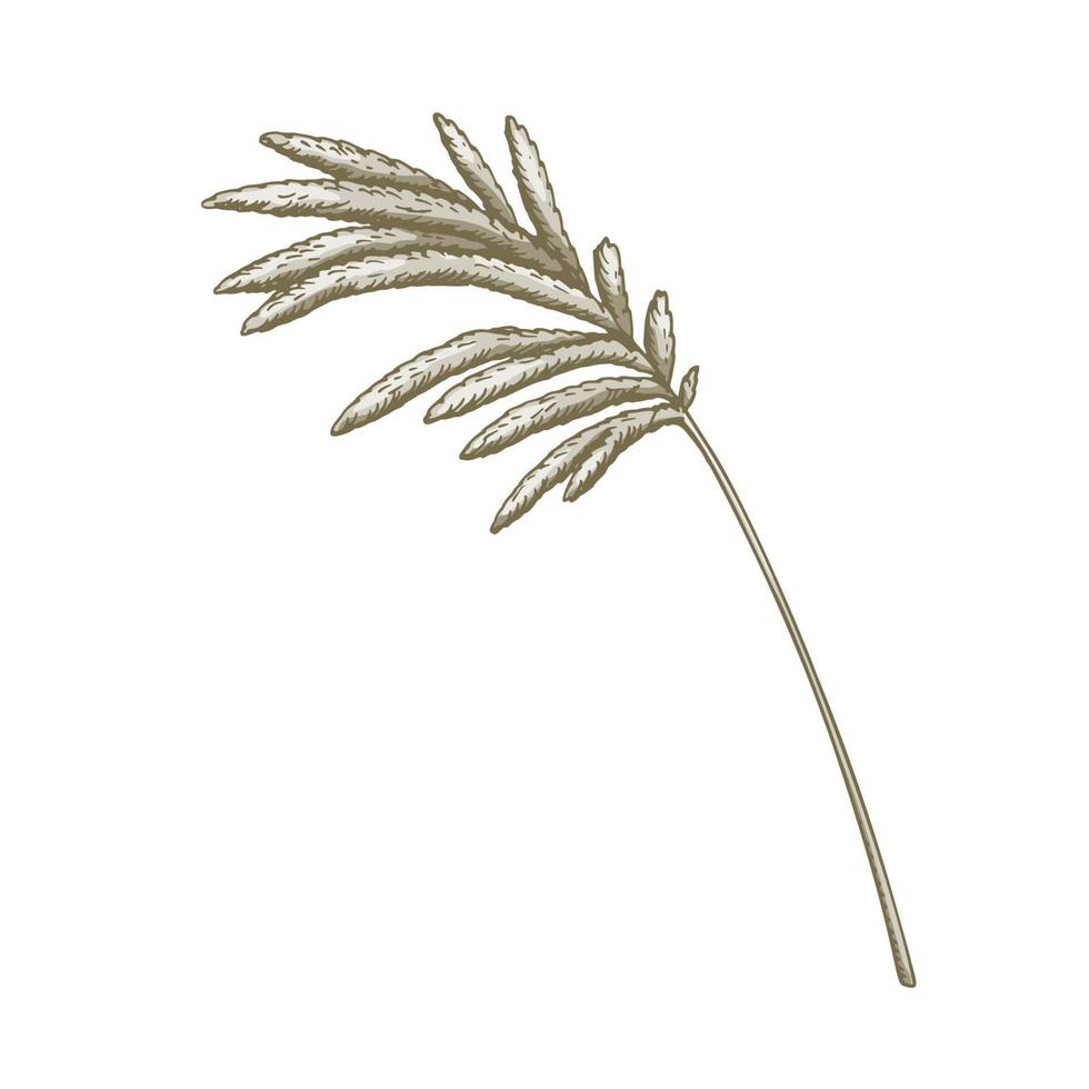 handritad pampas gräs isolerad på vit bakgrund. vektor illustration i skiss stil