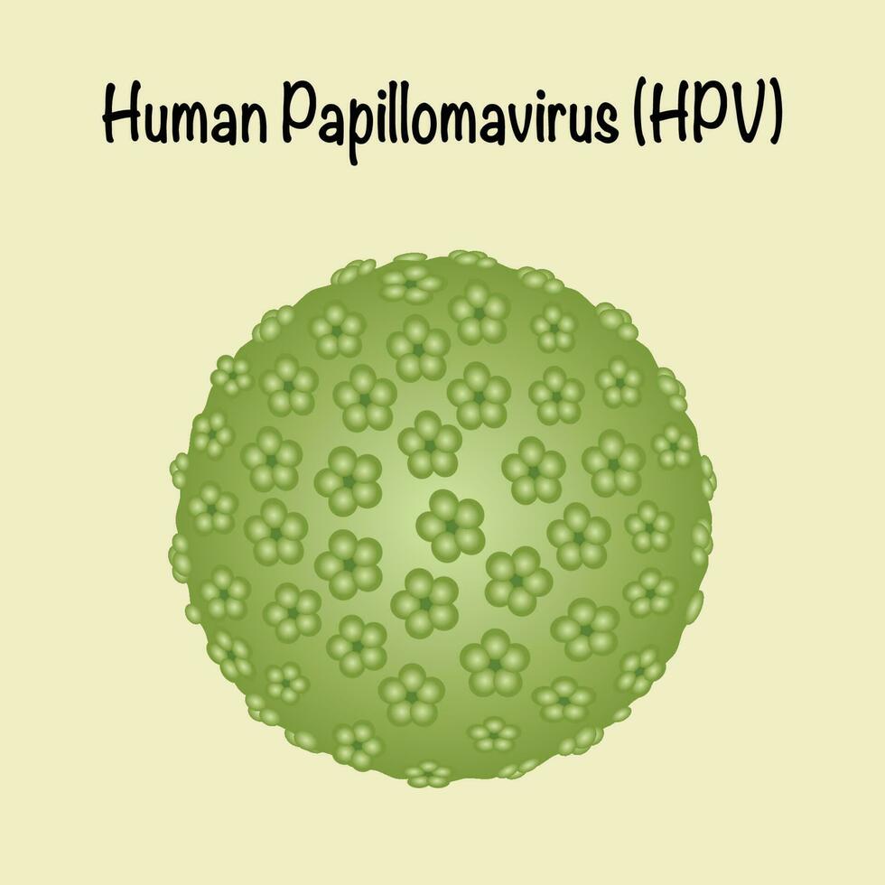 HPV humanes Papillomavirus vektor