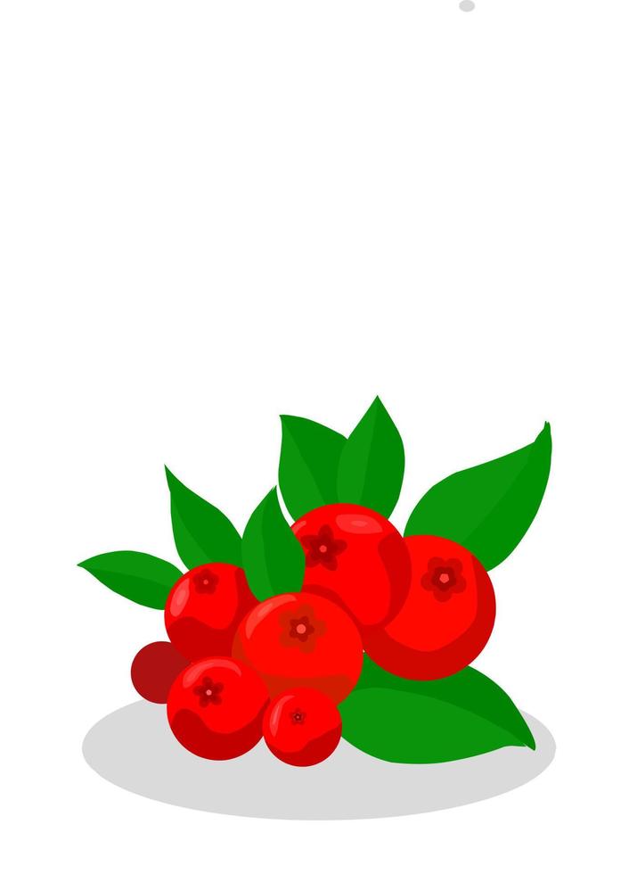 Abbildung der Cranberry-Frucht. Cranberry-Frucht-Symbol. Früchte vektor