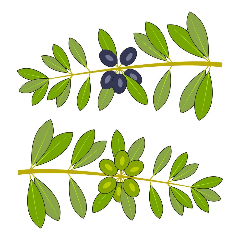 Olivenzweig mit Blättern und Früchten vektor
