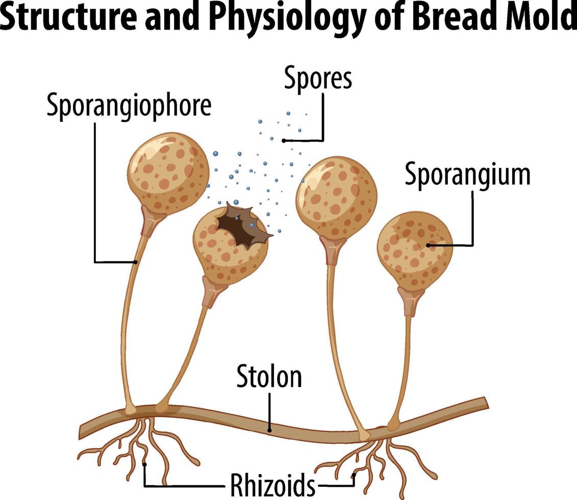 Struktur und Physiologie des Brotschimmels vektor