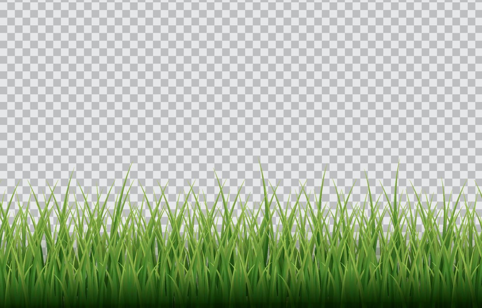 Gras mit transparentem Hintergrund vektor