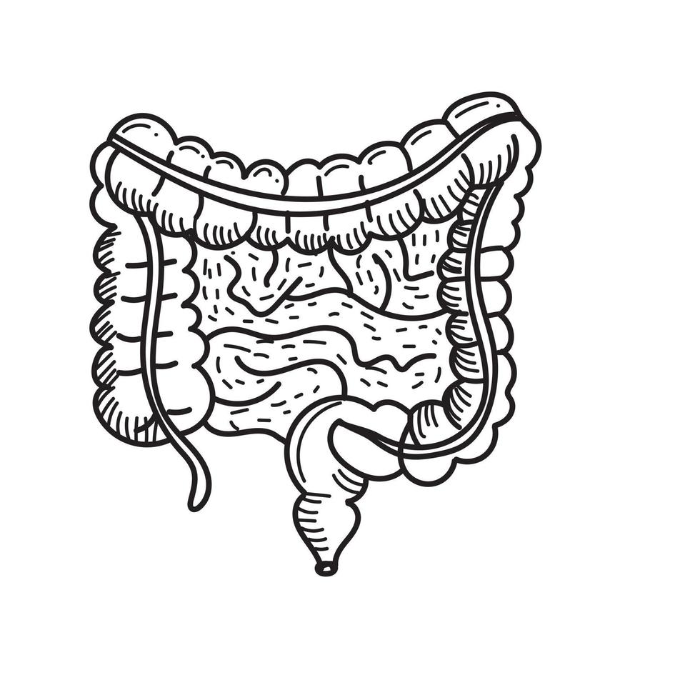 Darm menschlicher Organvektor vektor