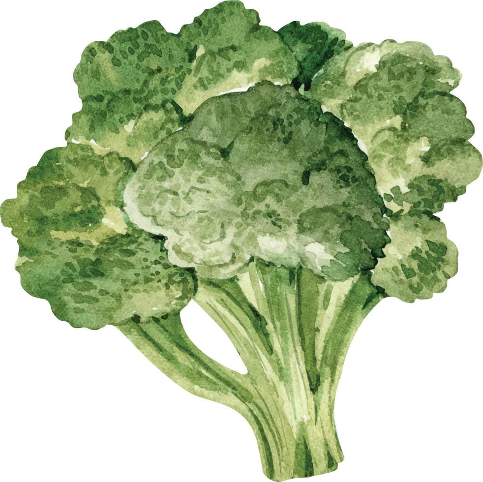 grönt huvud av kål broccoli akvarell illustration vektor