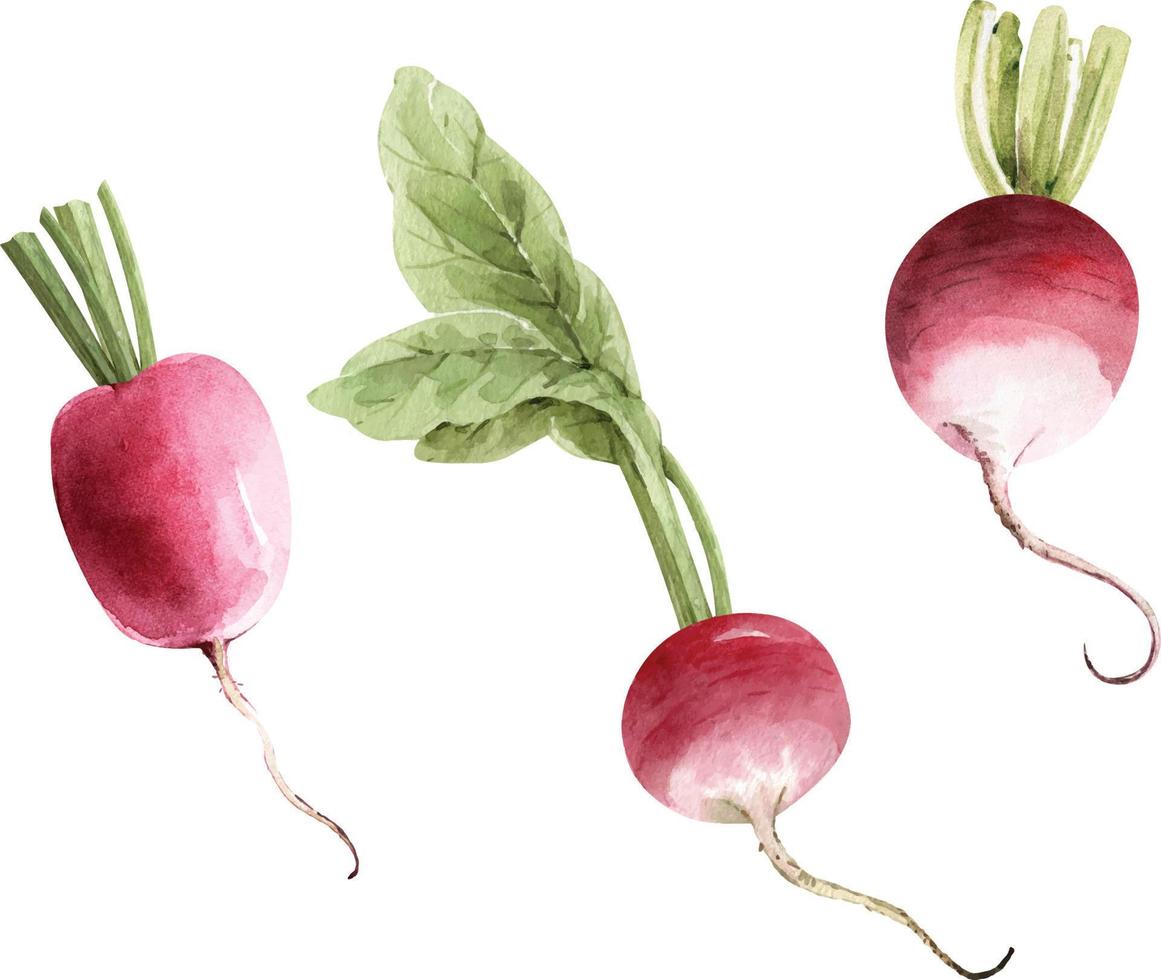 uppsättning grönsaker akvarell illustration, rädisa isolerad på vit bakgrund. vektor