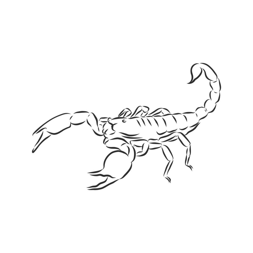 skorpion vektor skiss