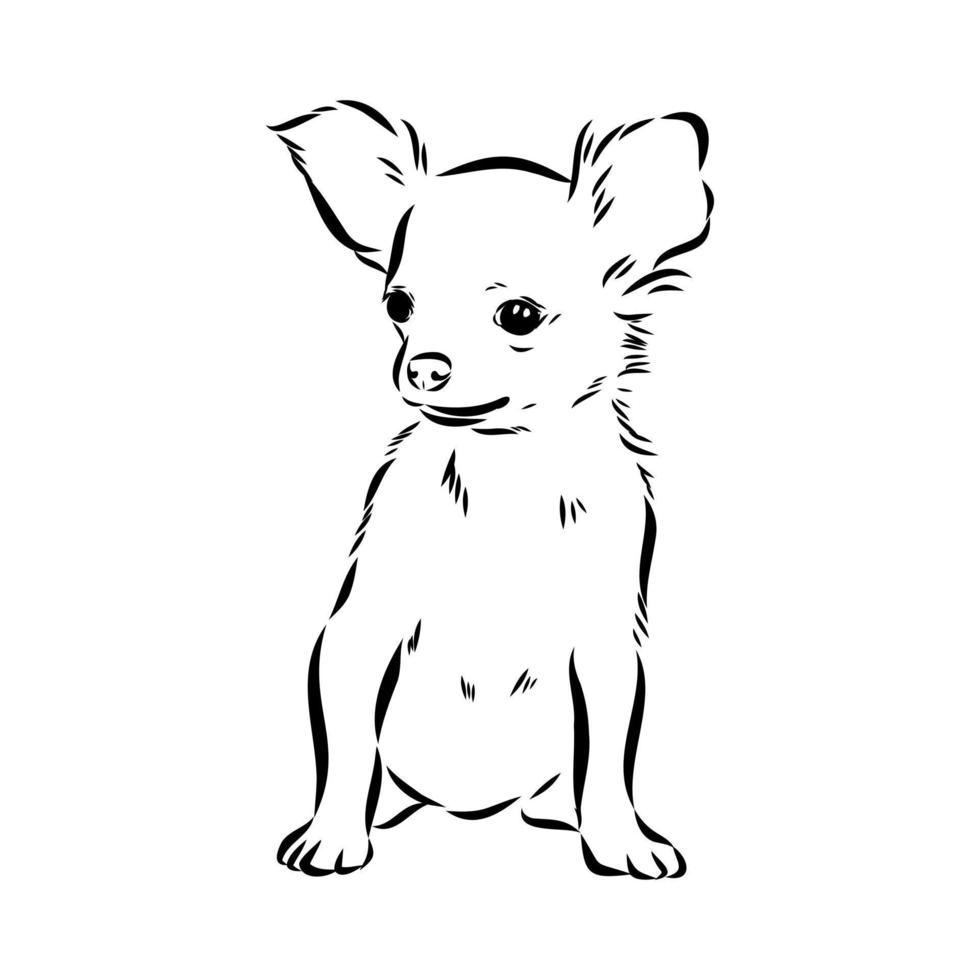 Chihuahua-Vektorskizze vektor