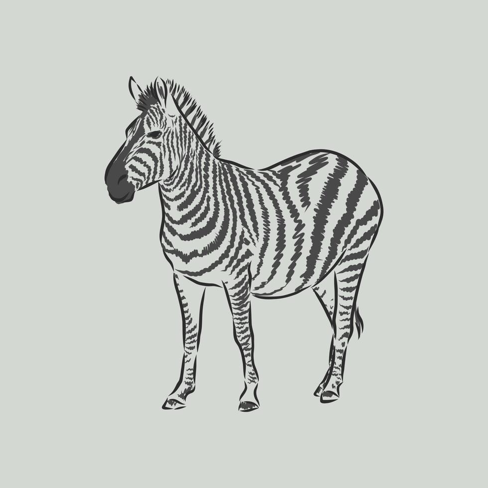 Zebra-Vektorskizze vektor