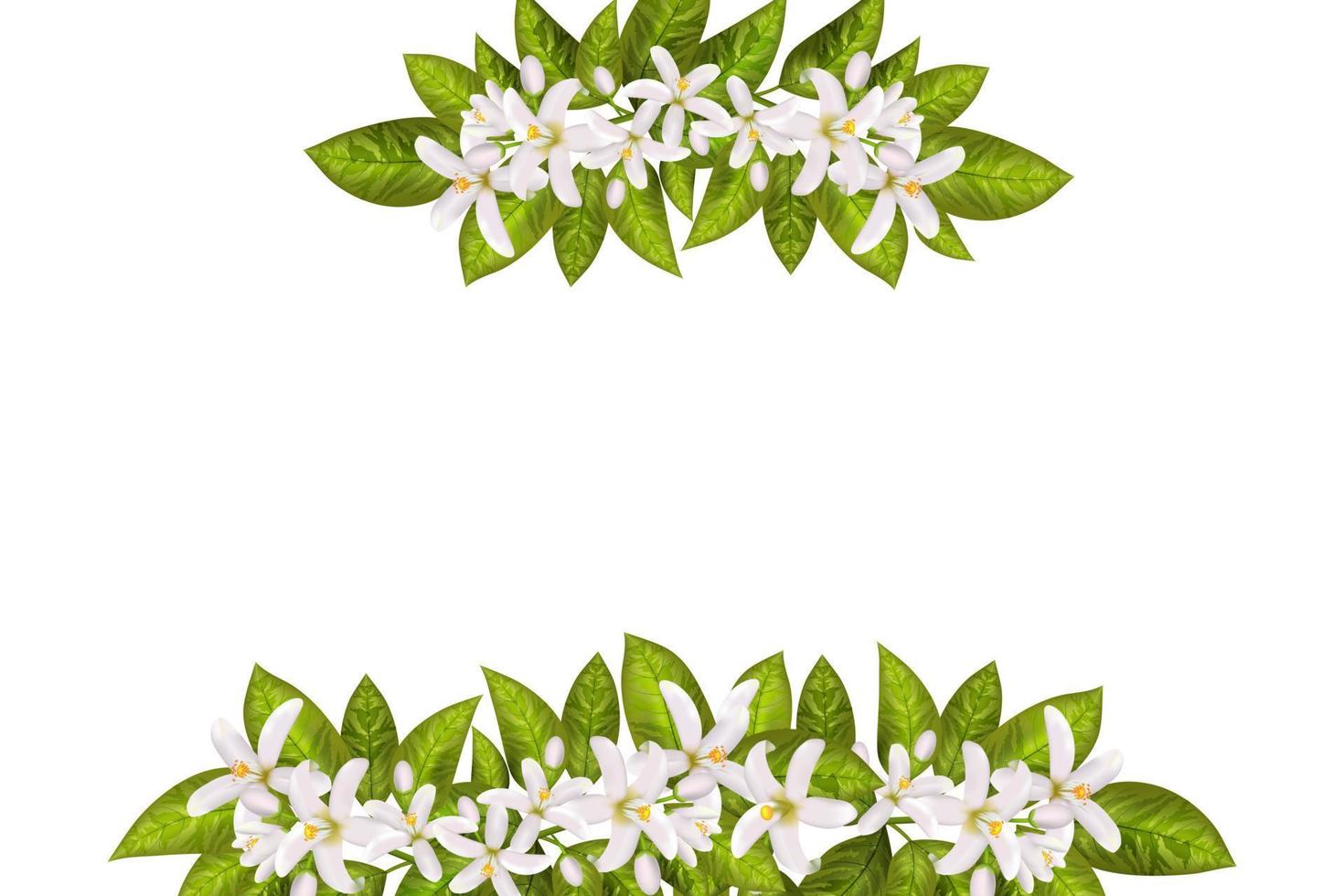 blad och blommor av neroli. vektor