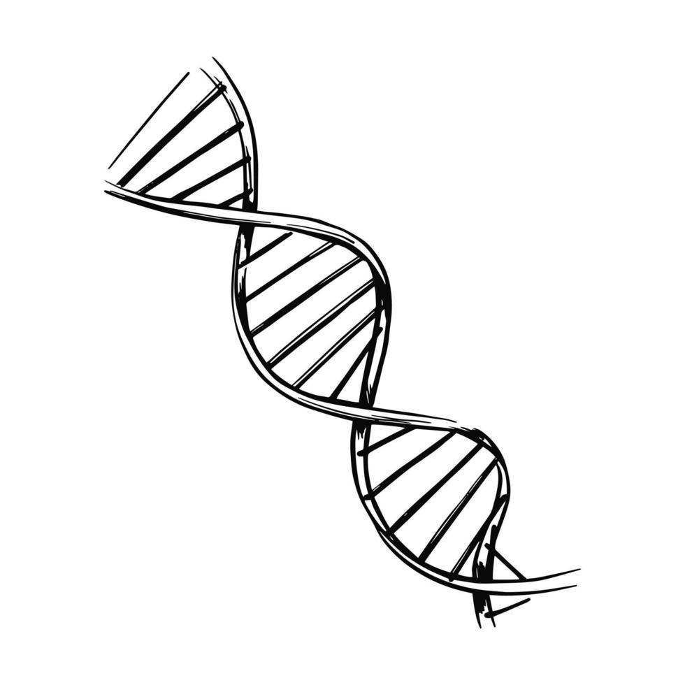 DNA-molekylstruktur. genetisk och kemi forskning isolerade vektorillustration. handritad illustration skiss vektor