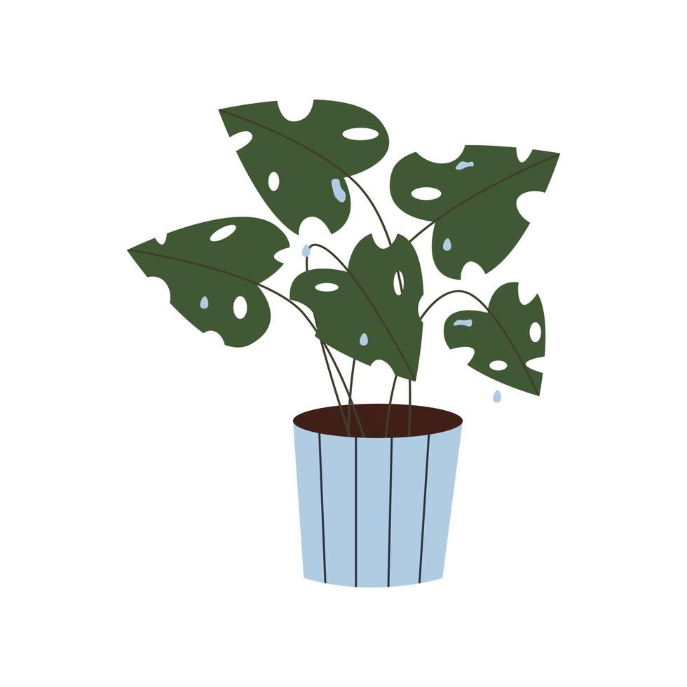 Monstera-Pflanze, die im Topf mit Tropfen wächst. Zimmerpflanze mit grünen Blättern im Pflanzgefäß. Laub-Wohndekoration mit Löchern in Blättern im Blumentopf. flache grafische illustration der heimpflanze auf weiß vektor