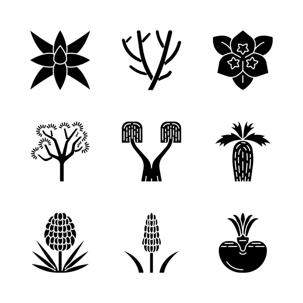 öken växter glyf ikoner set. exotisk flora. yucca, kaktusar, palmer, agave, buske. dekorativa torkatåliga växter. siluett symboler. vektor isolerade illustration