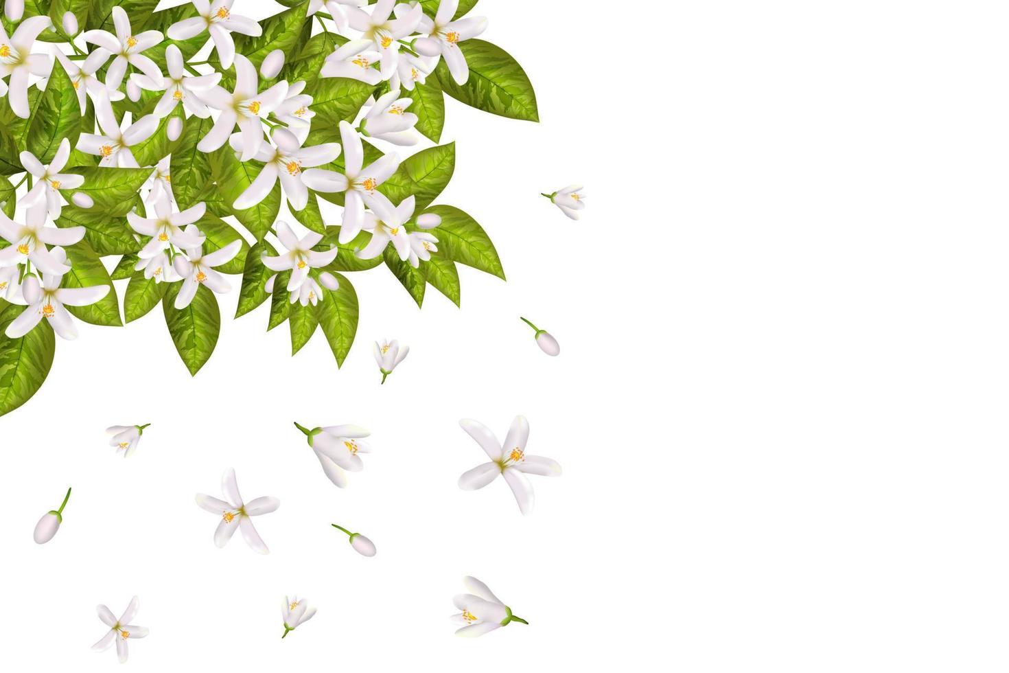 neroli blommor och blad vektor