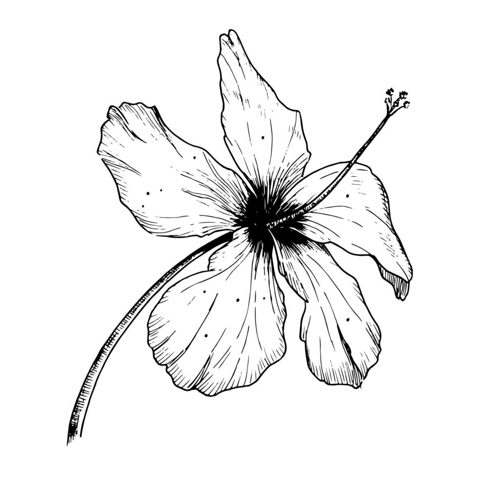 vektor hibiskus blomma. handritad skiss. svart kontur för logotyp eller tryck. blommig illustration av blommande hawaiiansk malva