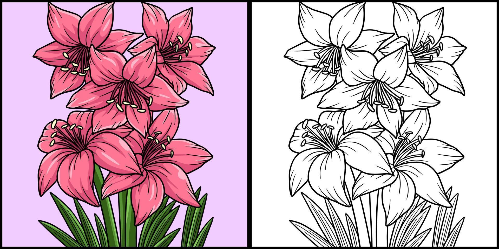 Amaryllis-Blume Färbung farbige Abbildung vektor