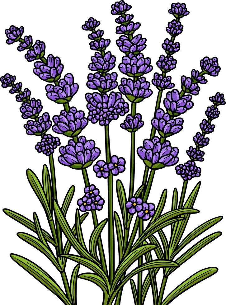 Lavendel Blume Cartoon farbige Cliparts vektor