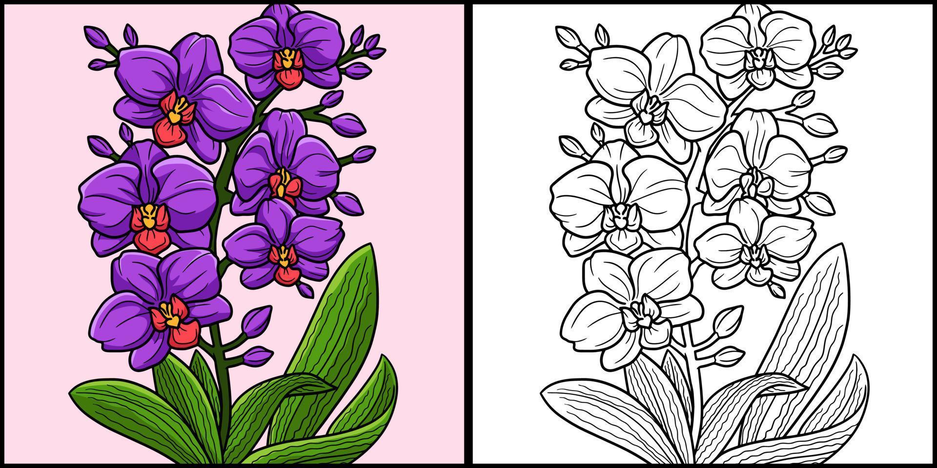 orkidé blomma målarbok färgad illustration vektor