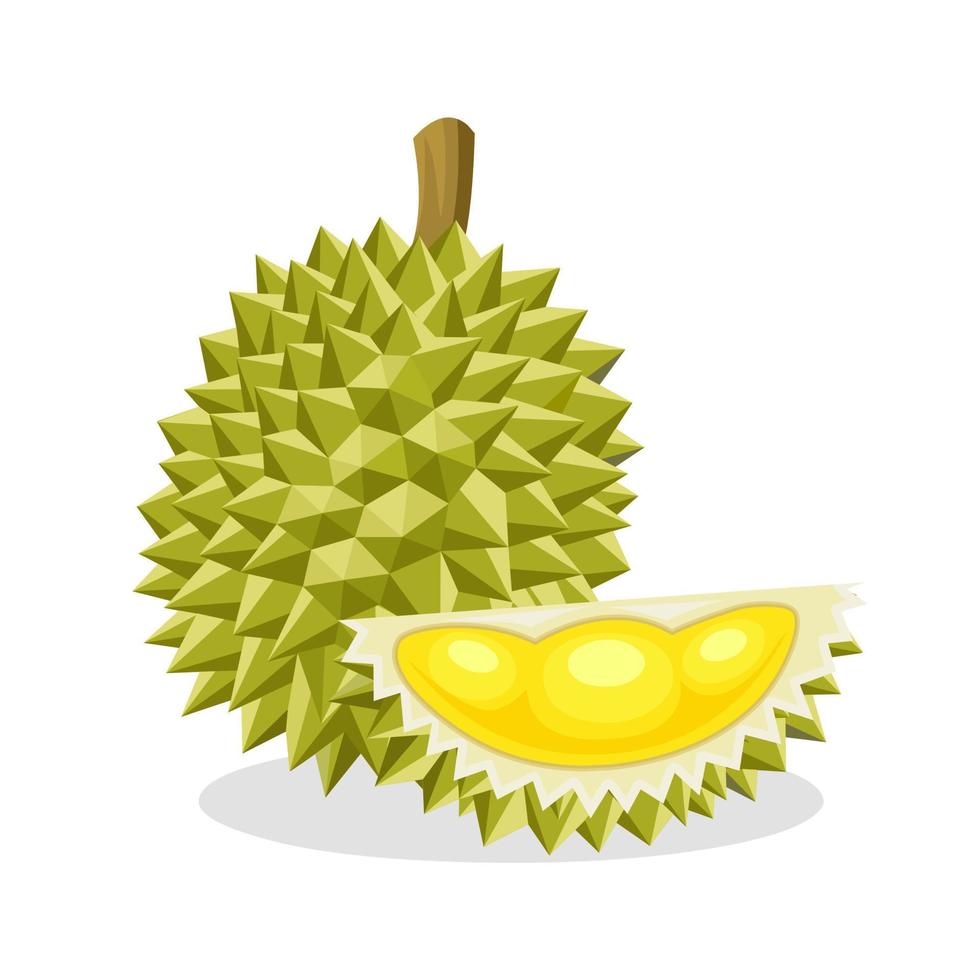 Vektor-Illustration von Durian-Früchten, isoliert auf weißem Hintergrund. vektor