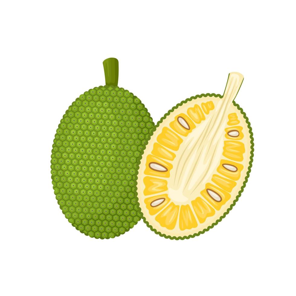 vektor illustration, jackfruit isolerad på en vit bakgrund.