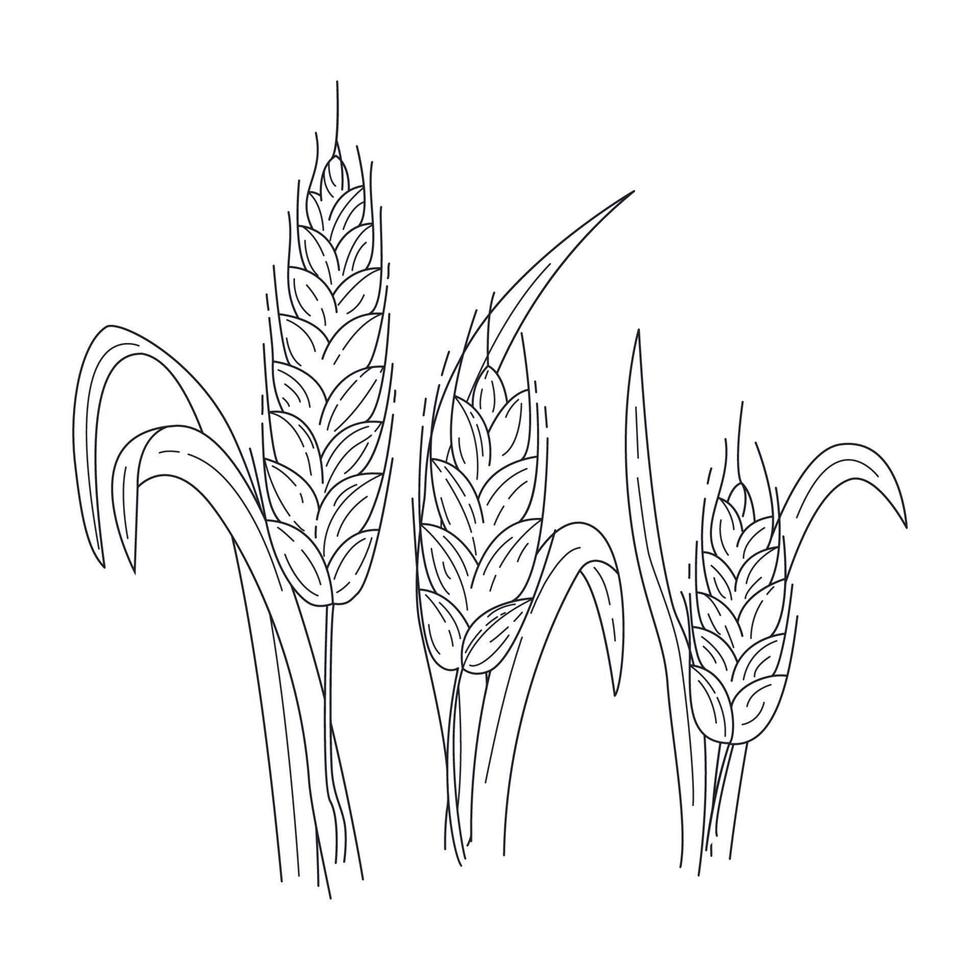 öron av vete, spannmål, råg, korn. skörd, jordbruk eller bageri tema. linje stil spikelets av vete. vektor handritad illustration isolerade på vitt, skiss