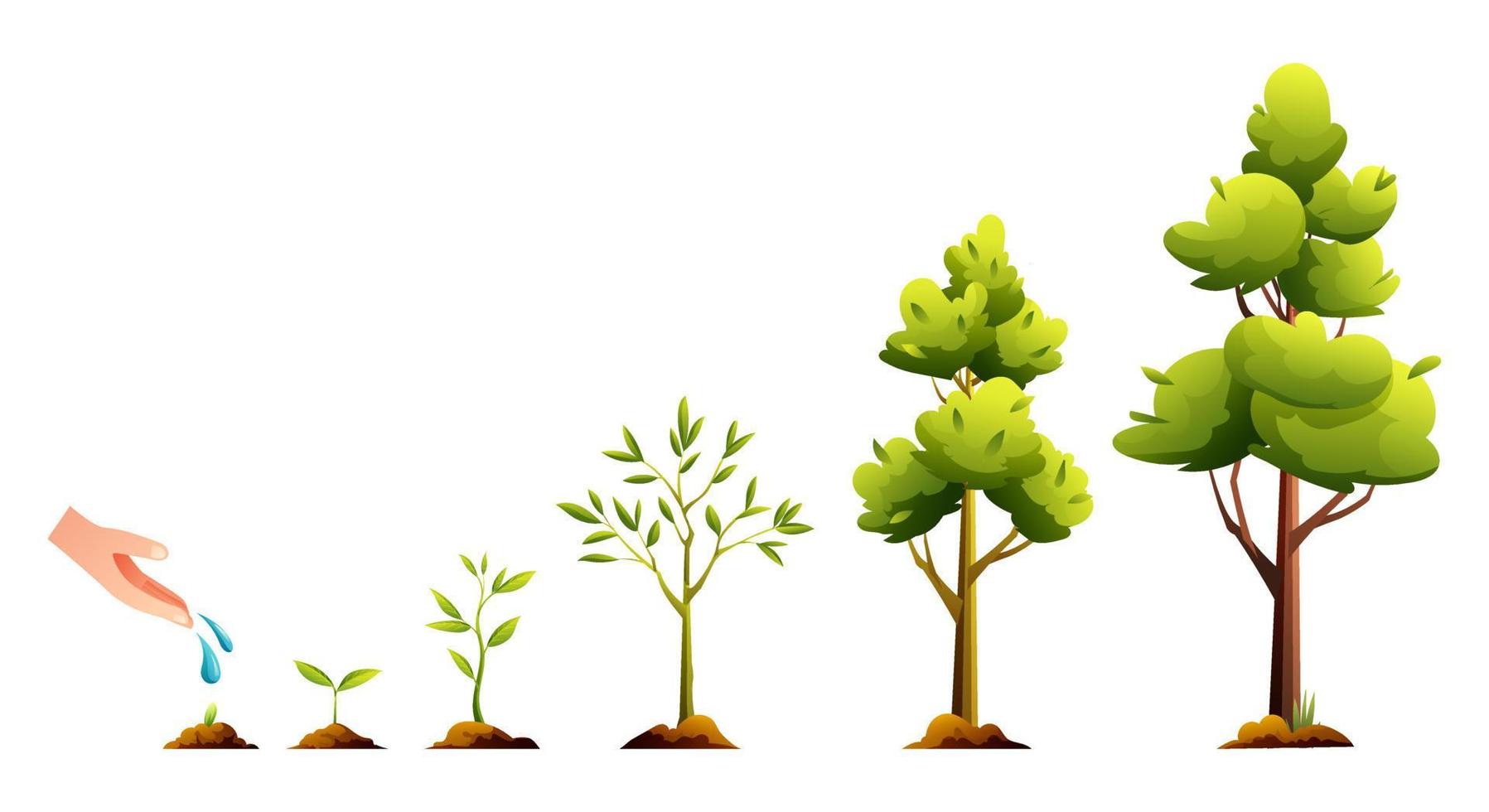 Lebenszyklus des Baumes. pflanzenwachstum und entwicklungsstadien cartoon illustration vektor