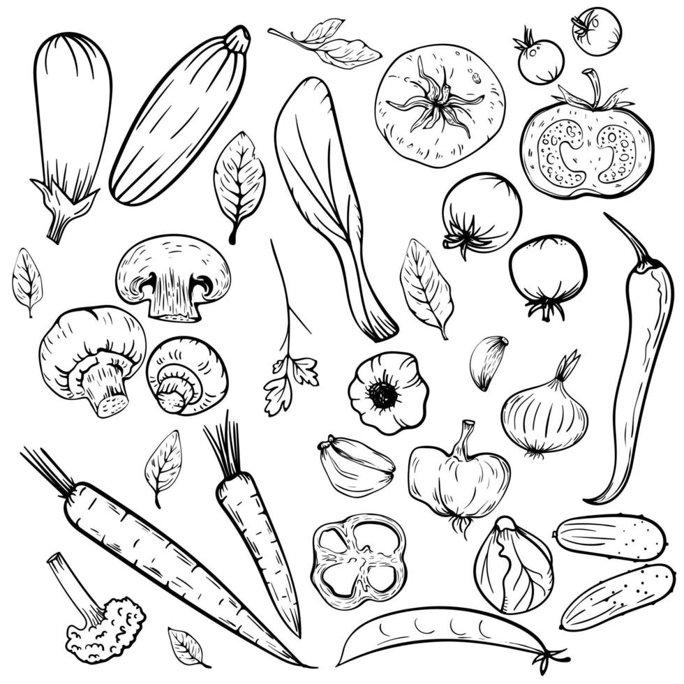 grönsaker handritad skiss kontur vektor menyuppsättning. monokrom purjolök, kulinariska örter, vitlök, gurka, paprika, lök, selleri, sparris, kål, svamp, morot, tomat, aubergine, ärtor och ets