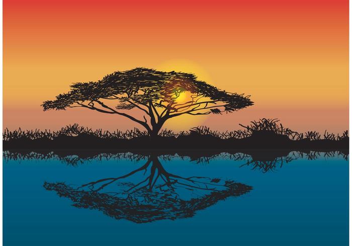Akazienbaum Afrikanischer Sonnenuntergang Vektor