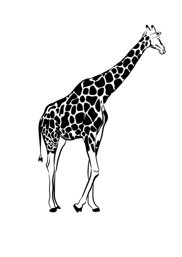 giraff ritning skiss transparent vektorillustration vektor