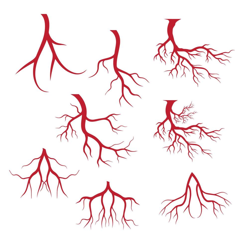 menschliche venen, rotes blutgefäßdesign und arterienvektorillustration lokalisiert vektor