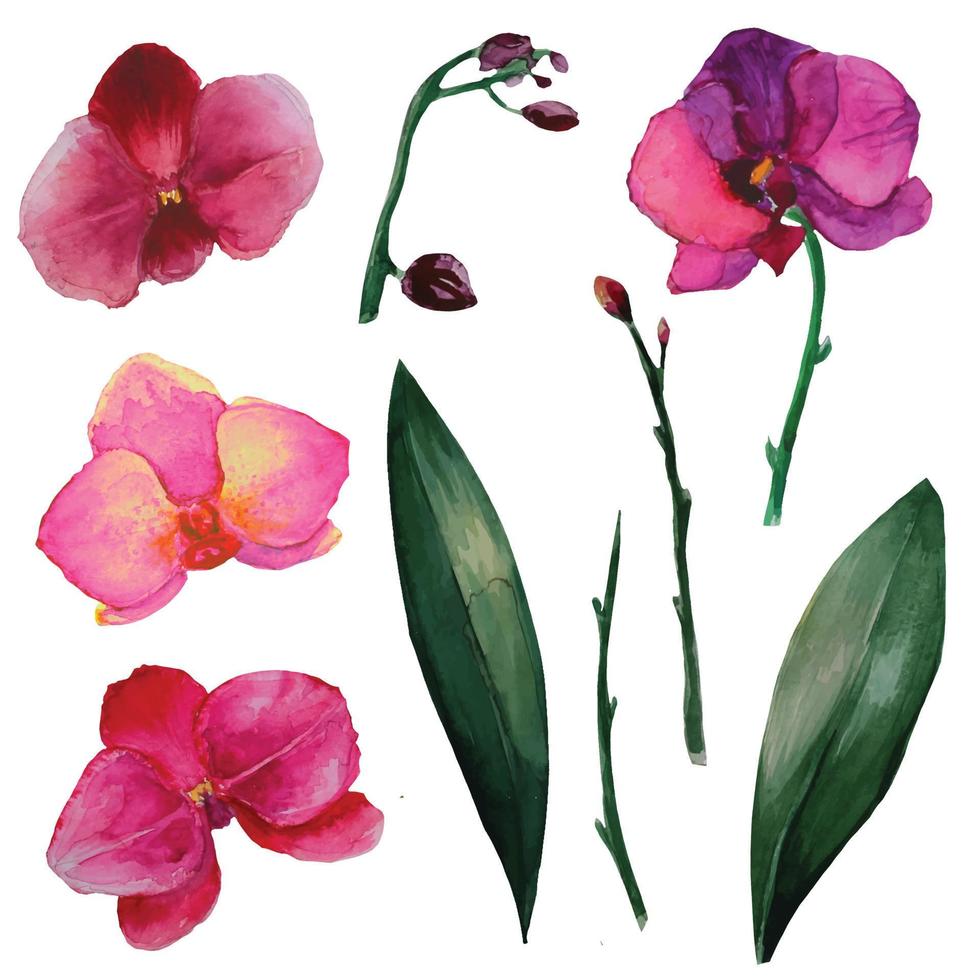 phalaenopsis orkidé tropisk blomma illustration akvarell vektor