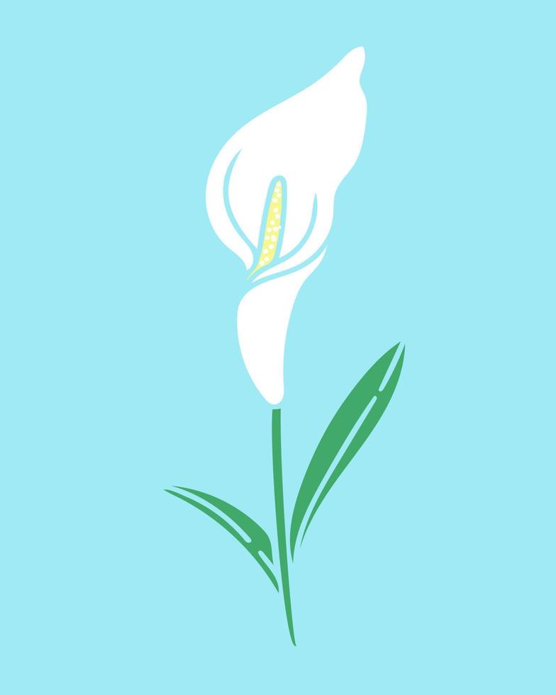 Calla-Lilienblume isolierte Vektorillustration vektor