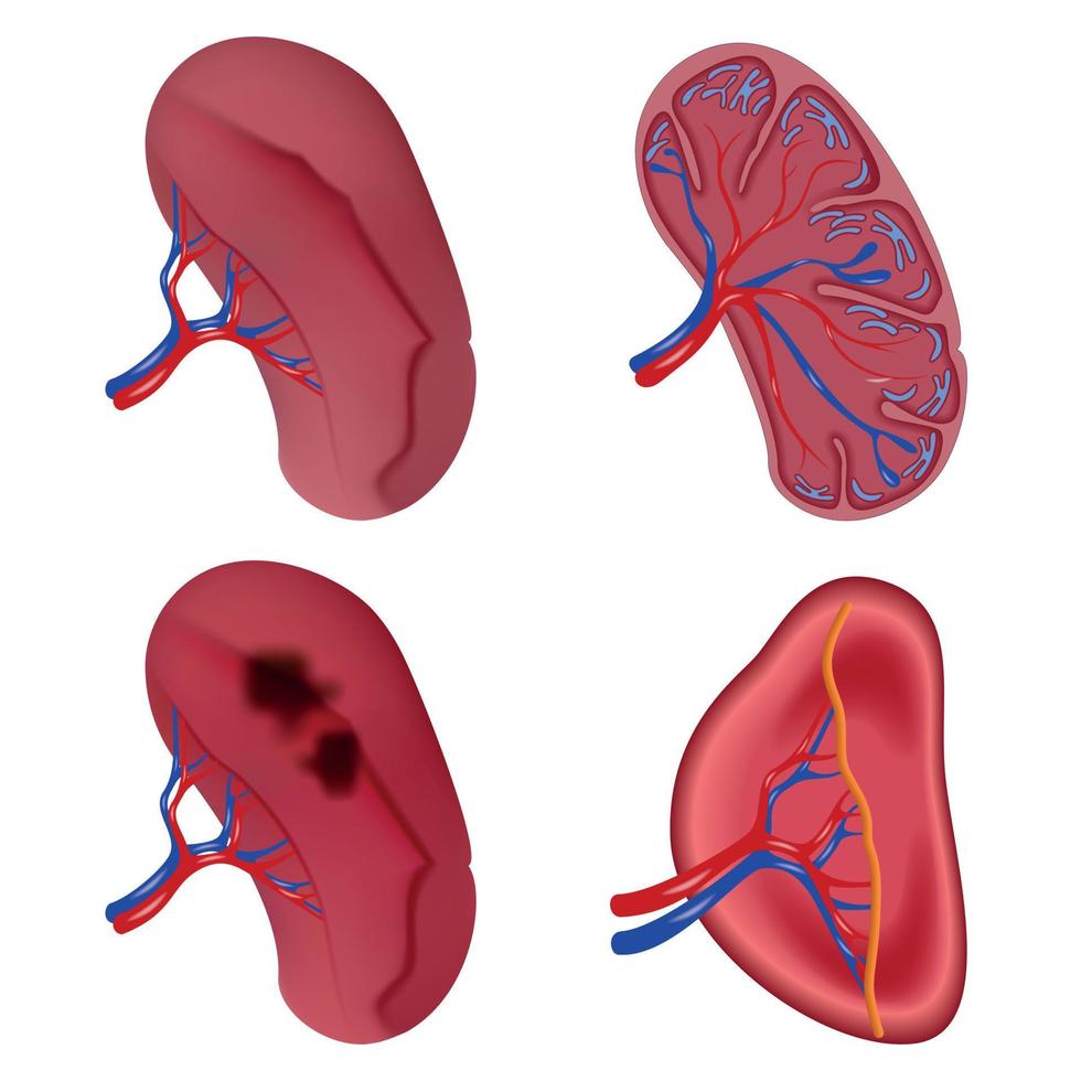 Milz-Anatomie-Symbole gesetzt, realistischer Stil vektor