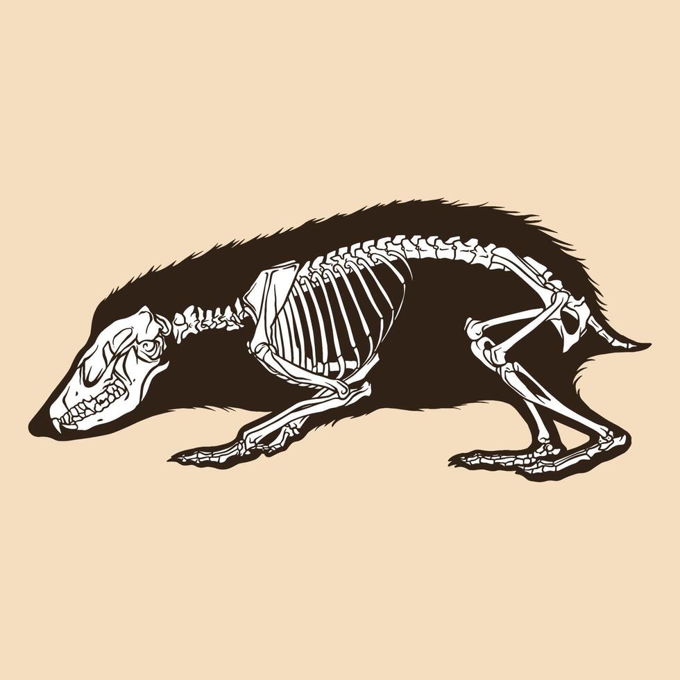 Skeleton Short-Tailed-Gymnure-Vektorillustration vektor