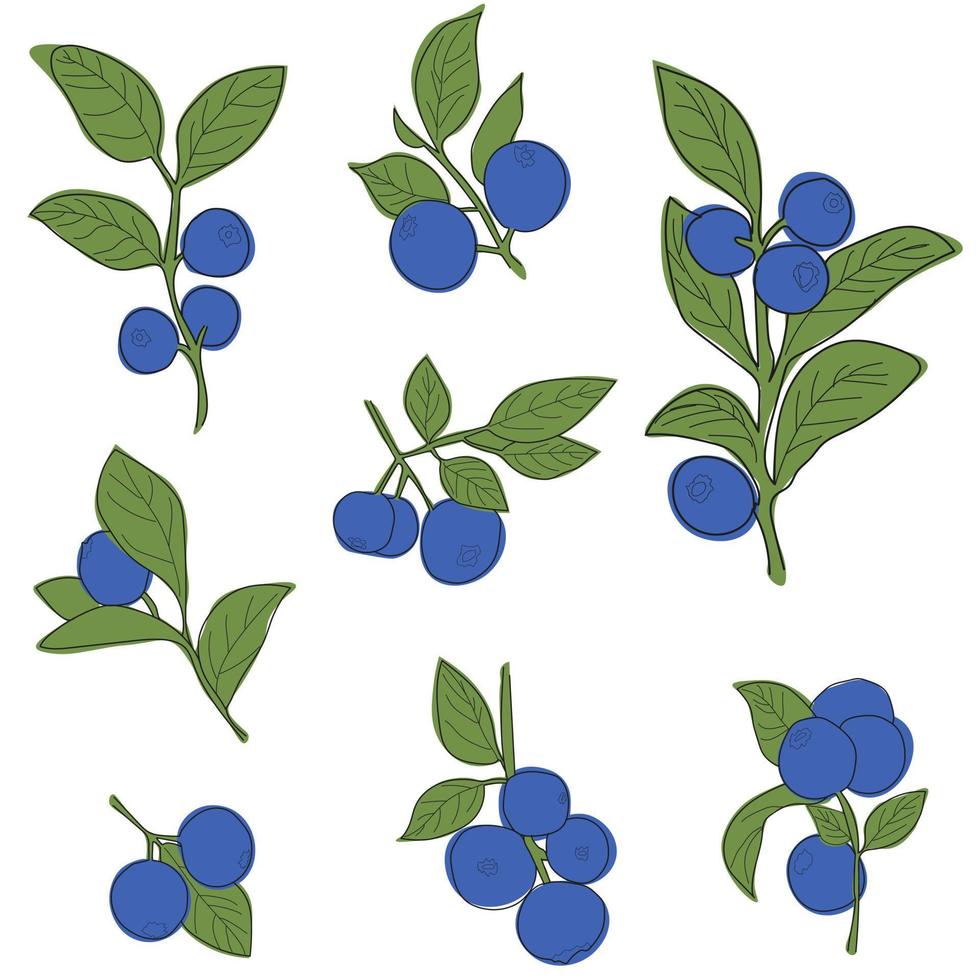 Blaubeerzweig Set minimalistischer Flach- und Linienstil. Blaubeerzweig mit Blättern und Beeren vektor