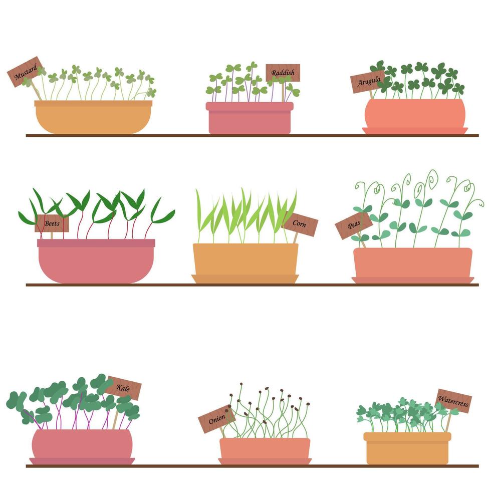 satz von microgreens-vektorillustration. Microgreens, die in Töpfen wachsen, Pflanzen zu Hause auf einem Regalabdruck vektor