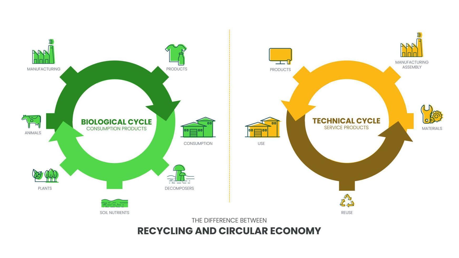 det vektorinfografiska diagrammet över skillnaden mellan cirkulär ekonomi och återvinning har det biologiska kretsloppet i konsumtionsproduktionen och det tekniska kretsloppet i driftprodukter. för grönt vektor