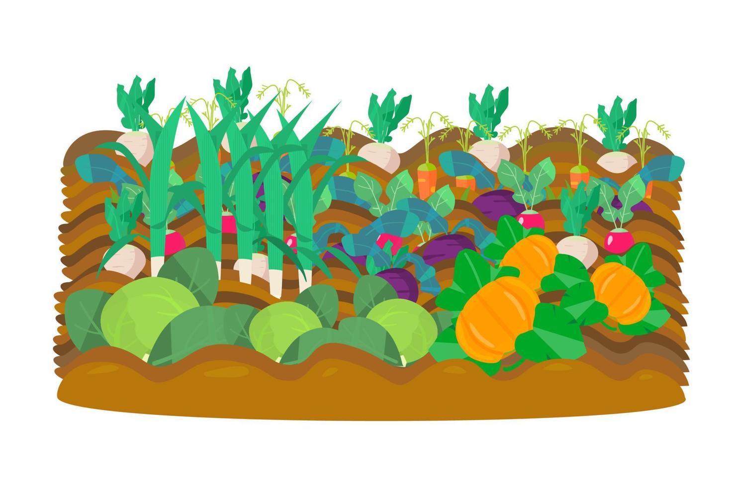 Vectot Illustration des Gemüsegartens. Rettich, Rüben, Radieschen, Karotten, Kohl, Kürbisse, Lauch. Ernte. vektor