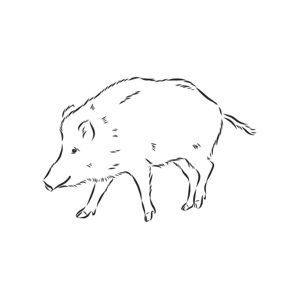 Wildschwein-Vektorskizze vektor