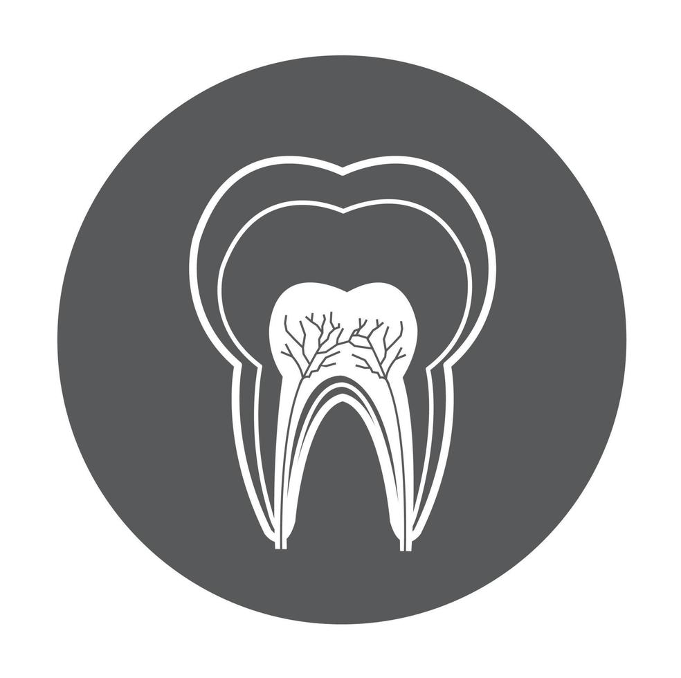 Symbol für die detaillierte Anatomie des Zahns vektor