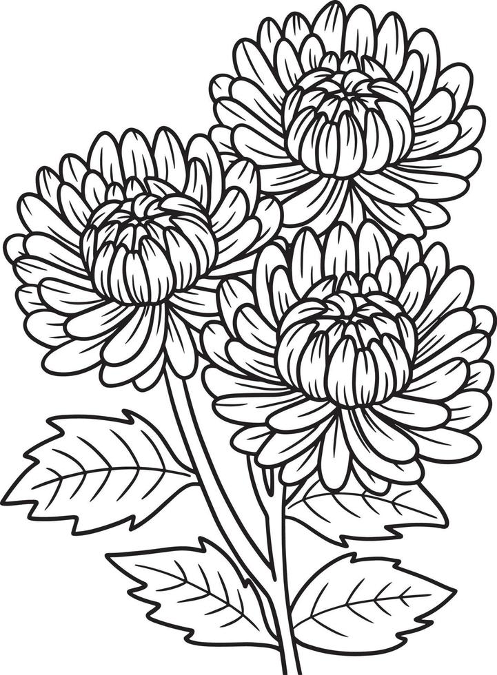 Chrysanthemen-Blume zum Ausmalen für Erwachsene vektor