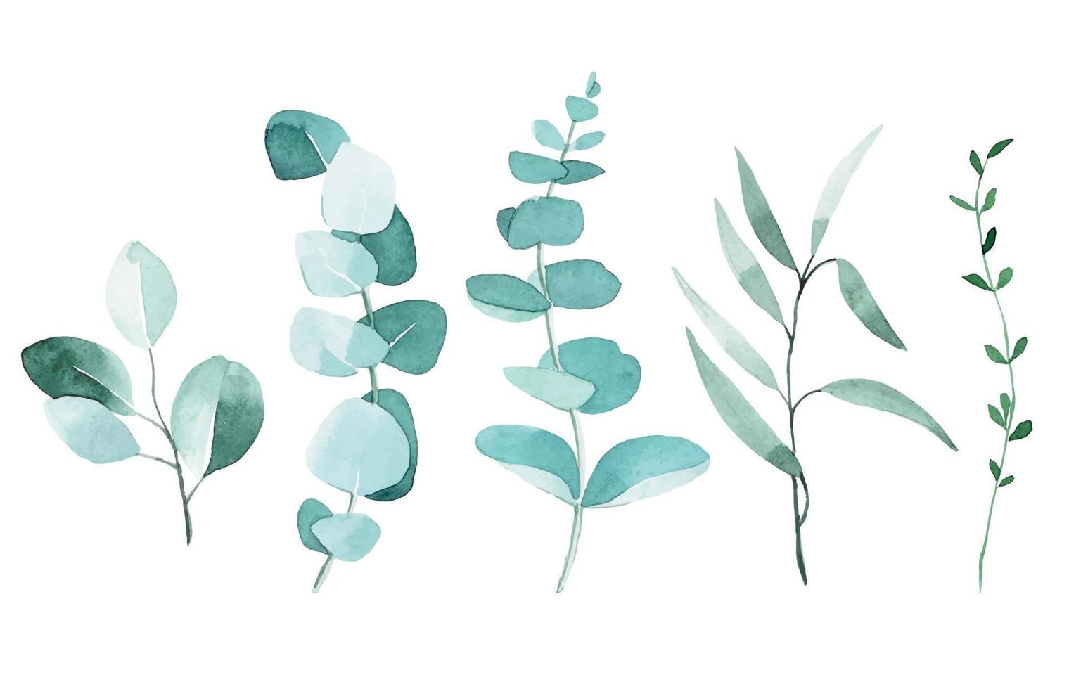 akvarellteckning. uppsättning eukalyptusblad. tropiska gröna blad isolerad på vit bakgrund elegant i vintage stil. vektor