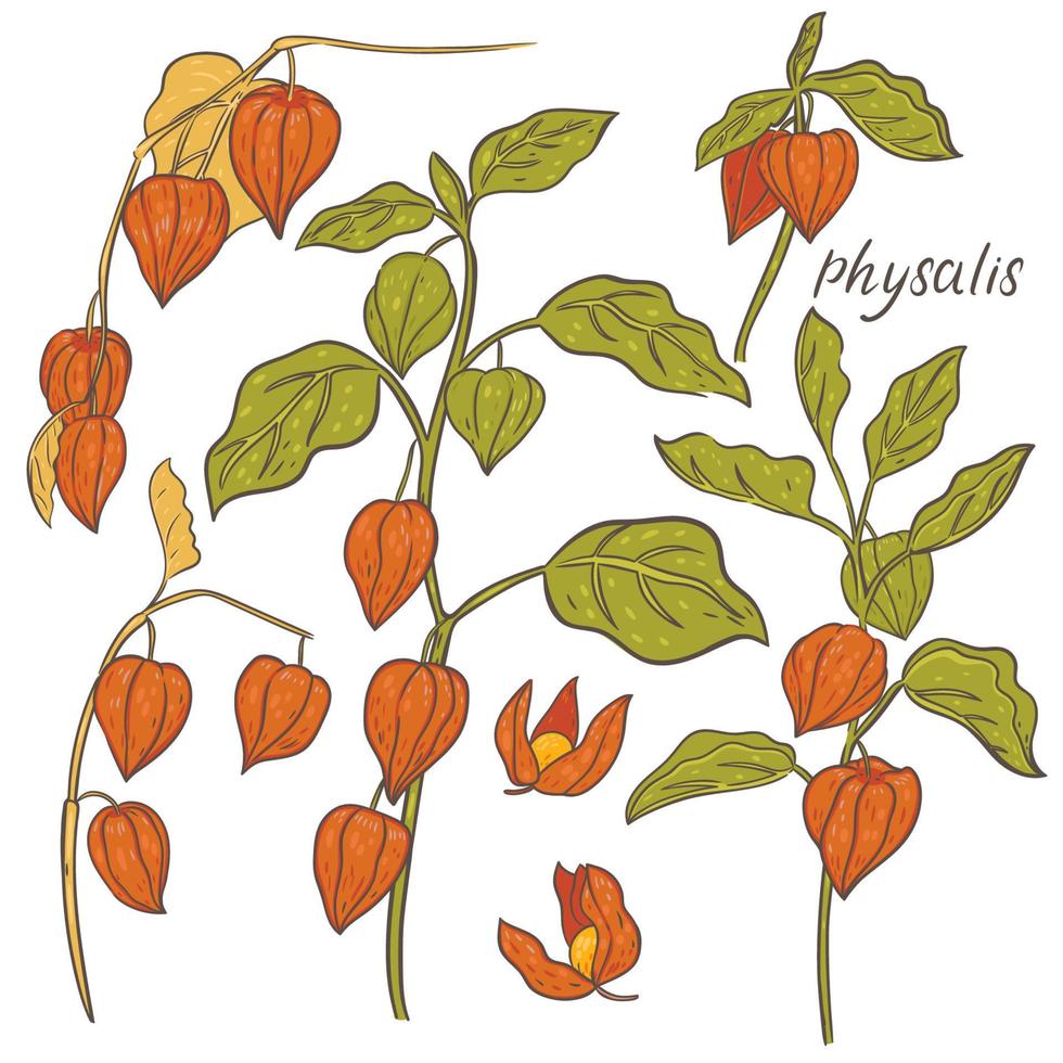 samling av physalis kvistar isolerad på vit bakgrund. vektorgrafik. vektor