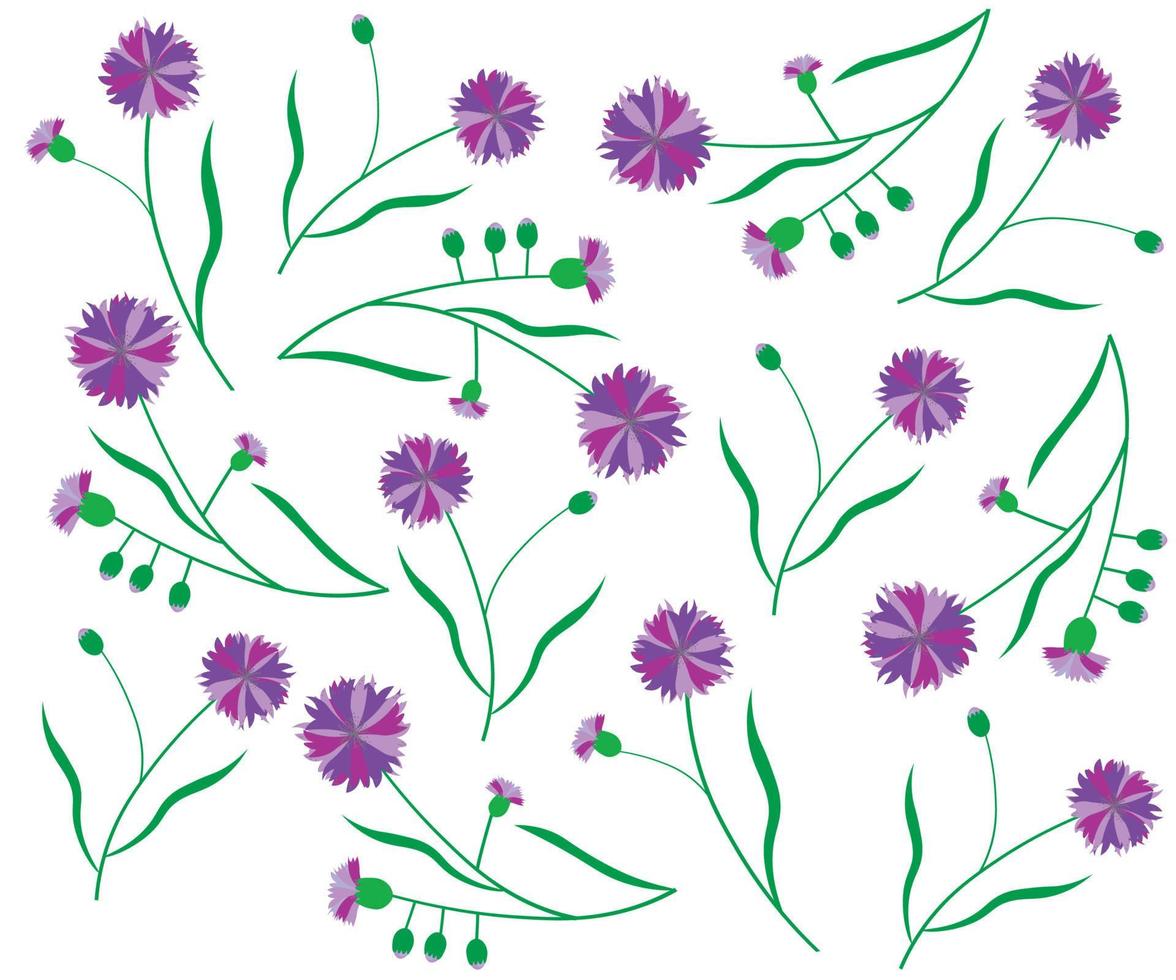 Muster aus lila Kornblumen auf weißem Hintergrund vektor