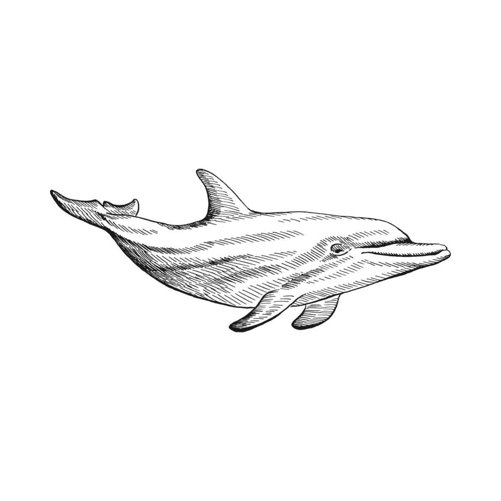 Delfin. handgezeichnete illustration in vektor umgewandelt. Vektor mit Tier unter Wasser.