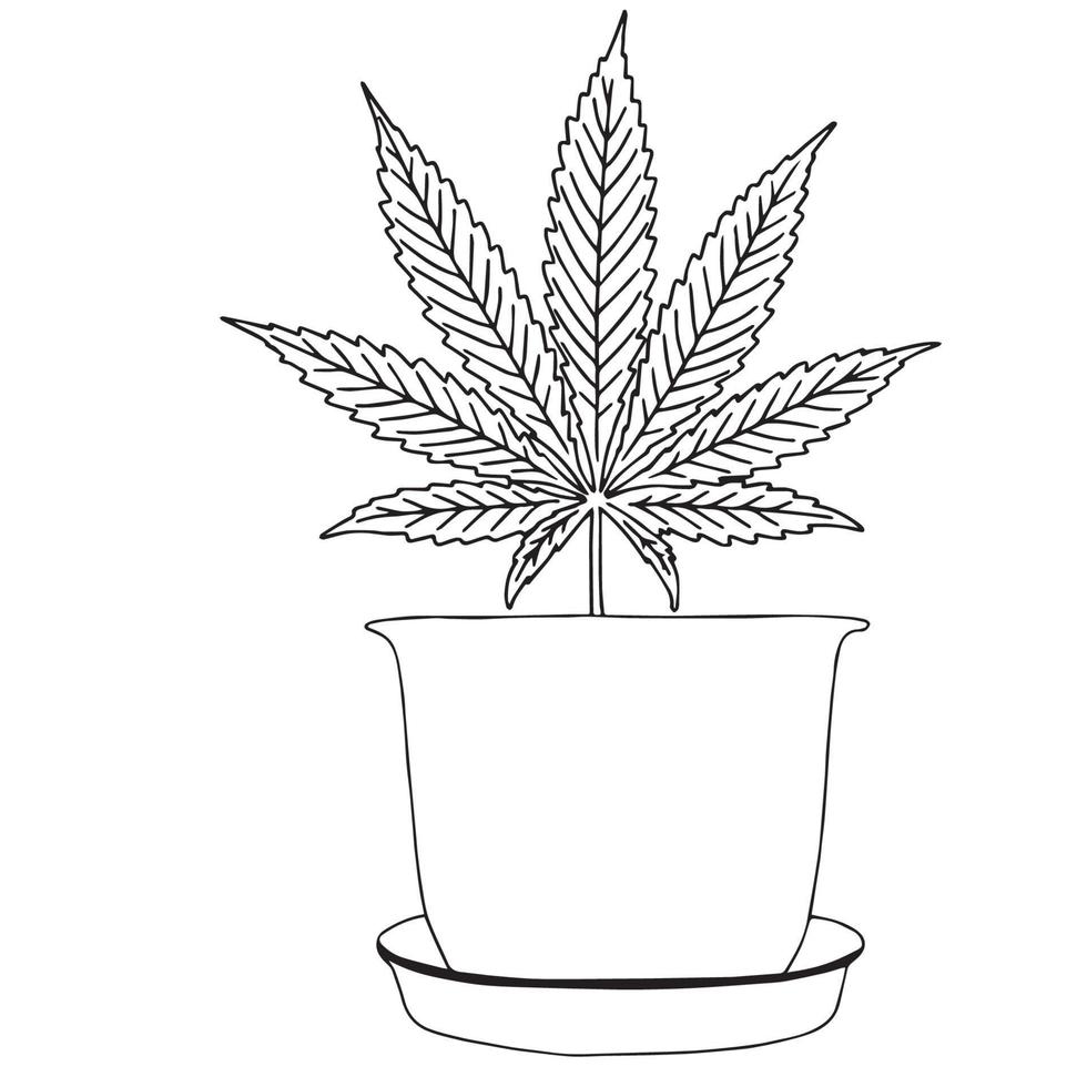 marijuana blad eller cannabis kontur i kruka. handritad design cannabis lämnar. vintage svart vektorgravyr illustration för etikett, affisch, webb. isolerad på vit bakgrund vektor