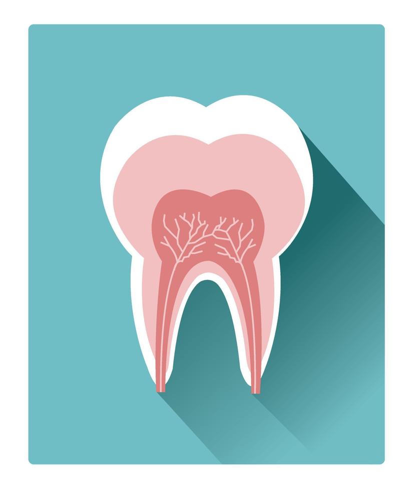 modernes, flaches Zahndetail-Anatomie-Symbol mit langem Schatteneffekt vektor