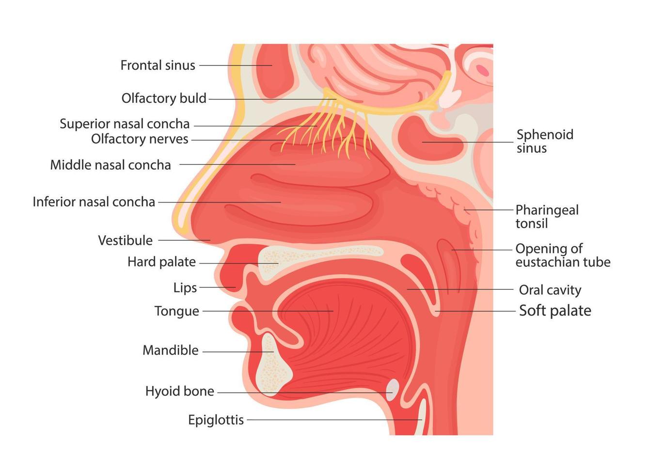 Illustration der Anatomie des menschlichen Kehlkopfes und des inneren Pharynx, Nahaufnahme. vektor