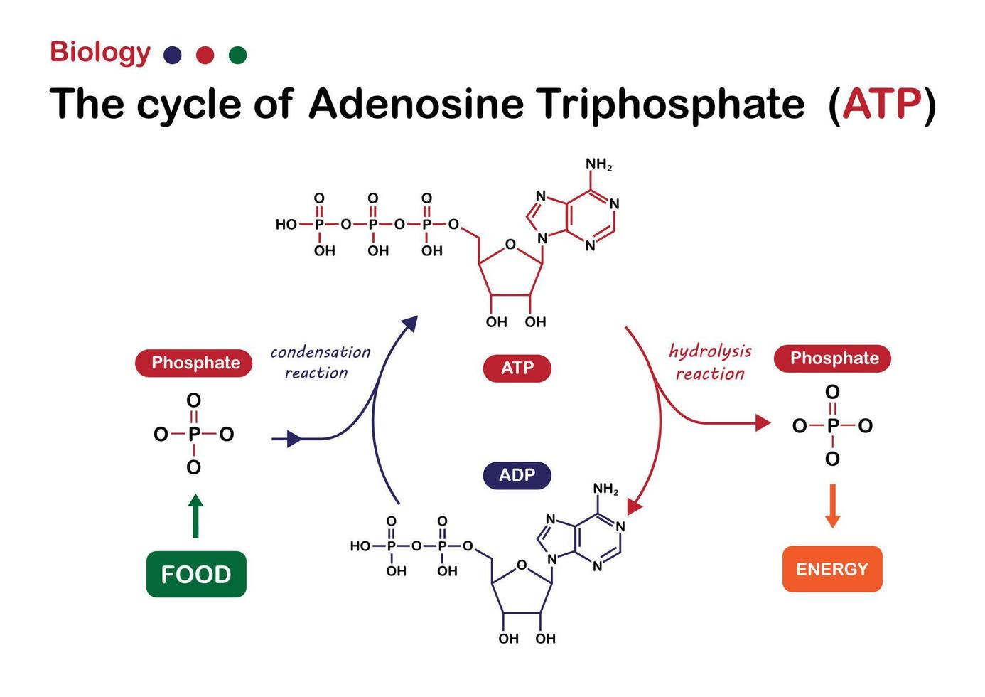 biologiska diagram visar cykeln av adenosintrifosfat mellan konsumtion av mat och producera energi i cellen vektor